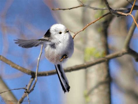 自來鳥意思